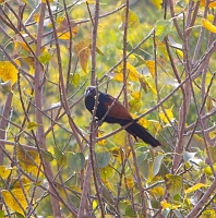  Also called Coucal or Bharadwaj